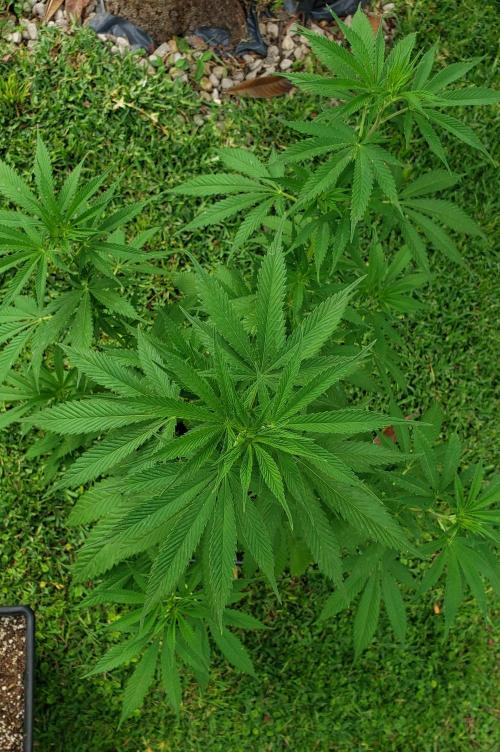 laughing budda Regular 25/26 - Outdoor. Week 7