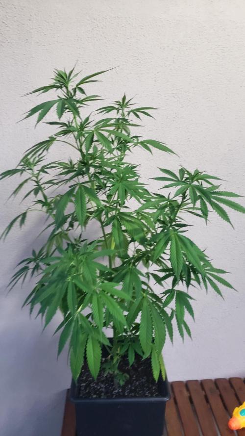 laughing budda Regular 25/26 - Outdoor. Week 7