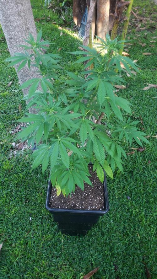 laughing budda Regular 25/26 - Outdoor. Week 7