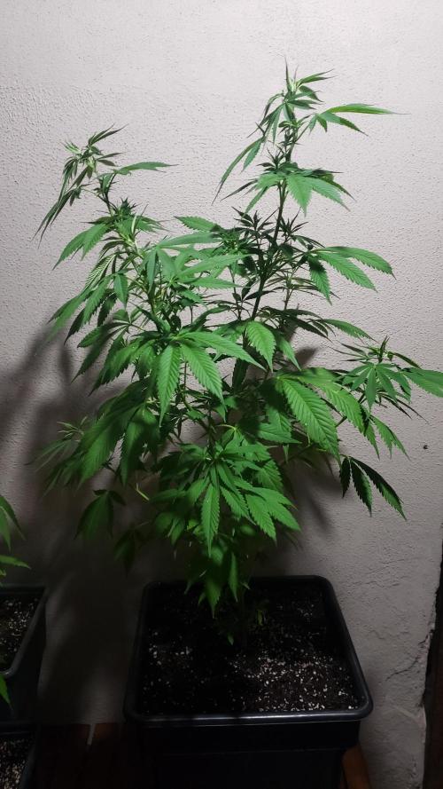 laughing budda Regular 25/26 - Outdoor. Week 7