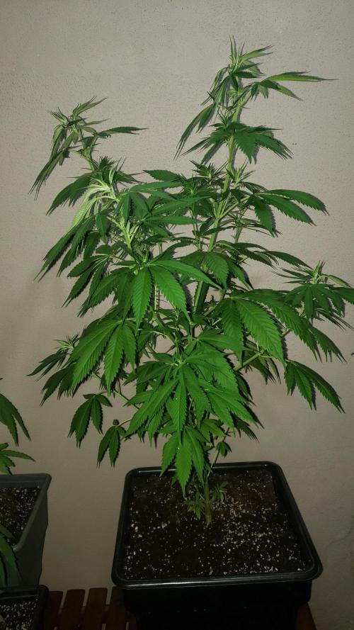 laughing budda Regular 25/26 - Outdoor. Week 7