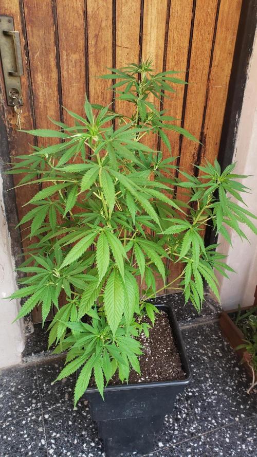 laughing budda Regular 25/26 - Outdoor. Week 7
