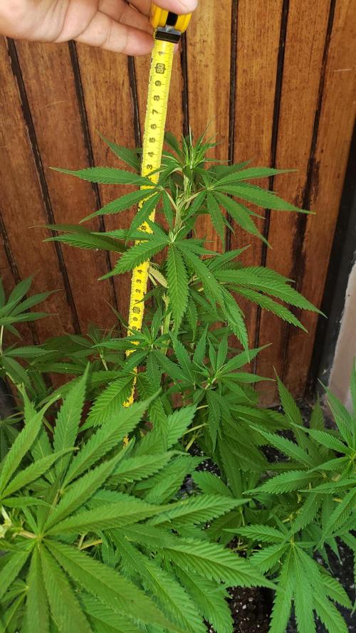 laughing budda Regular 25/26 - Outdoor. Week 7