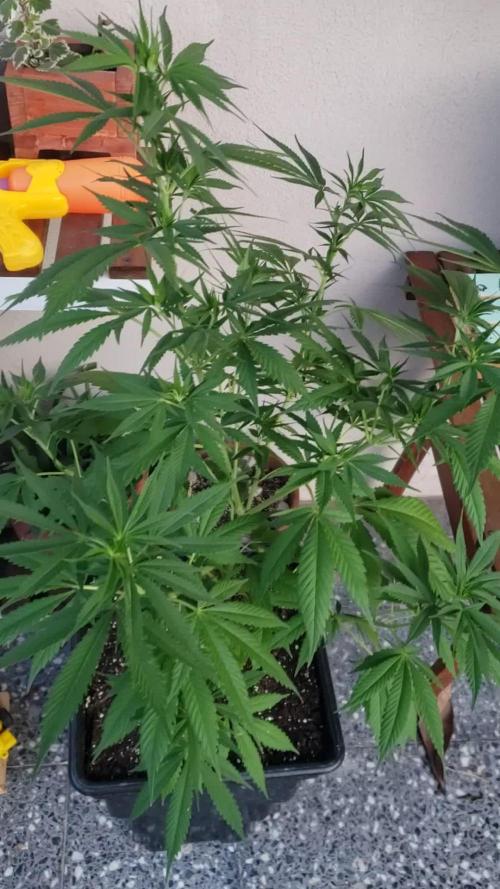 laughing budda Regular 25/26 - Outdoor