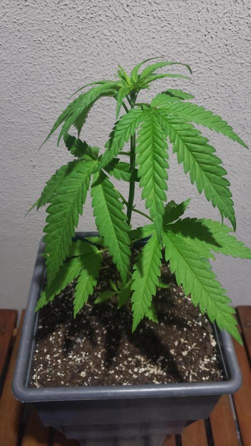 BIG BANG  divine seeds - Outdoor2026. Week 6