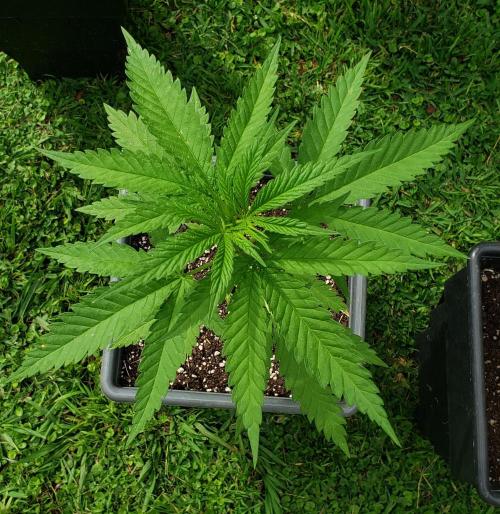 BIG BANG  divine seeds - Outdoor2026. Week 6