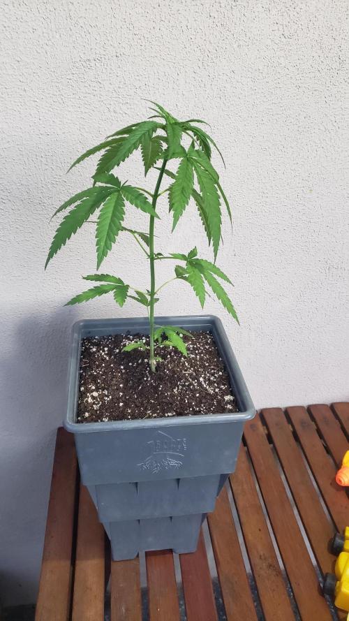 BIG BANG  divine seeds - Outdoor2026. Week 6