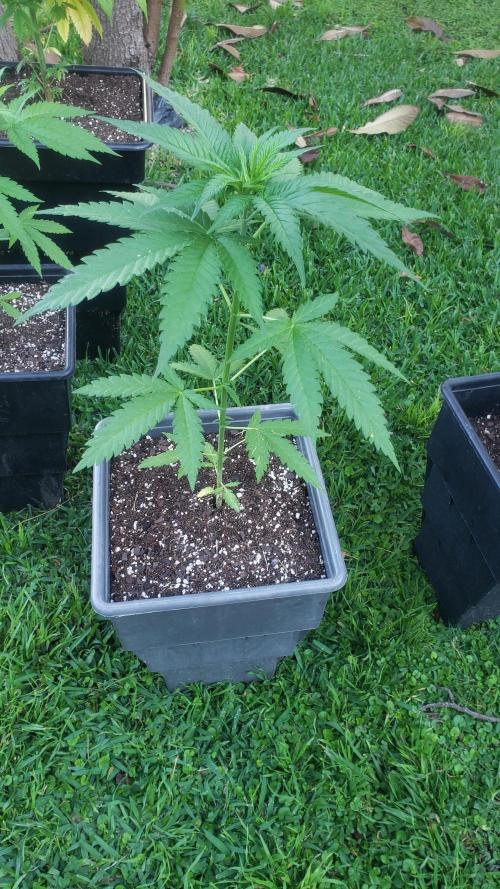 BIG BANG  divine seeds - Outdoor2026. Week 6