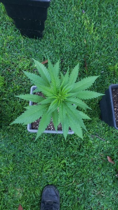 BIG BANG  divine seeds - Outdoor2026. Week 6