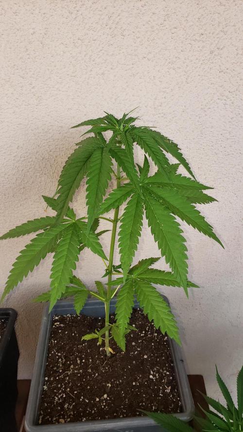 BIG BANG  divine seeds - Outdoor2026. Week 6