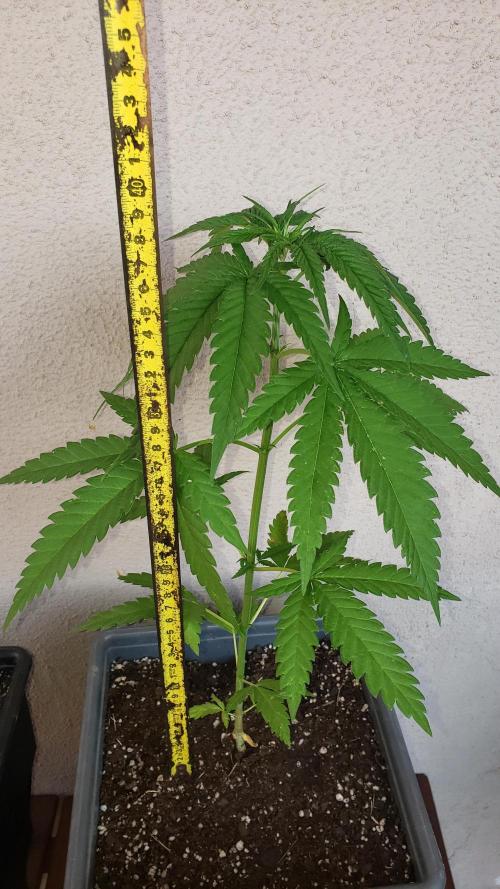 BIG BANG  divine seeds - Outdoor2026. Week 6