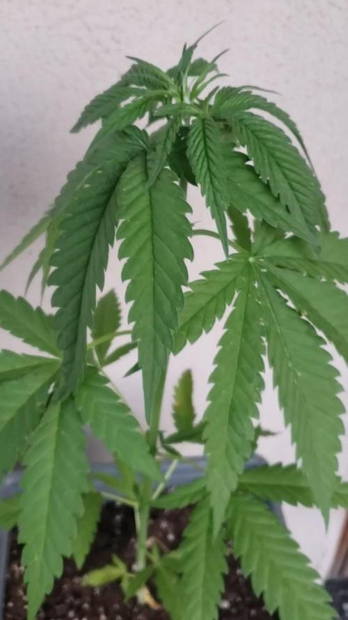 BIG BANG  divine seeds - Outdoor2026