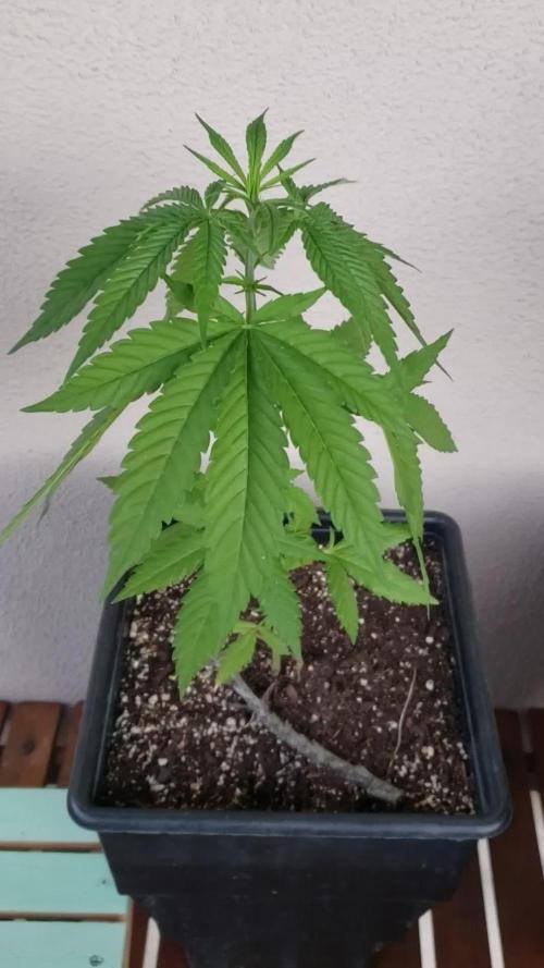 Gorilla Cookies FF - Outdoor 2026