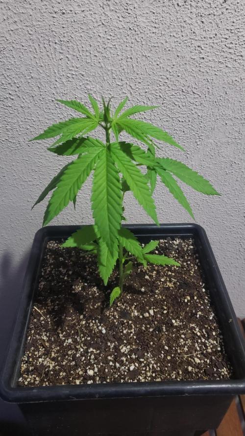 Gorilla Cookies FF - Outdoor 2026. Week 3