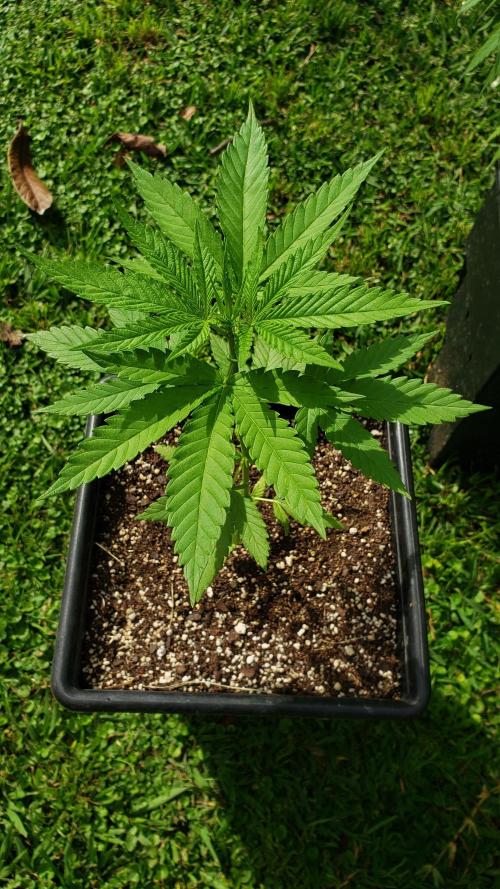Gorilla Cookies FF - Outdoor 2026. Week 3
