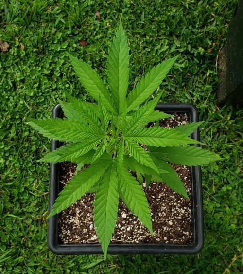 Gorilla Cookies FF - Outdoor 2026. Week 3