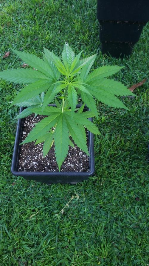 Gorilla Cookies FF - Outdoor 2026. Week 3