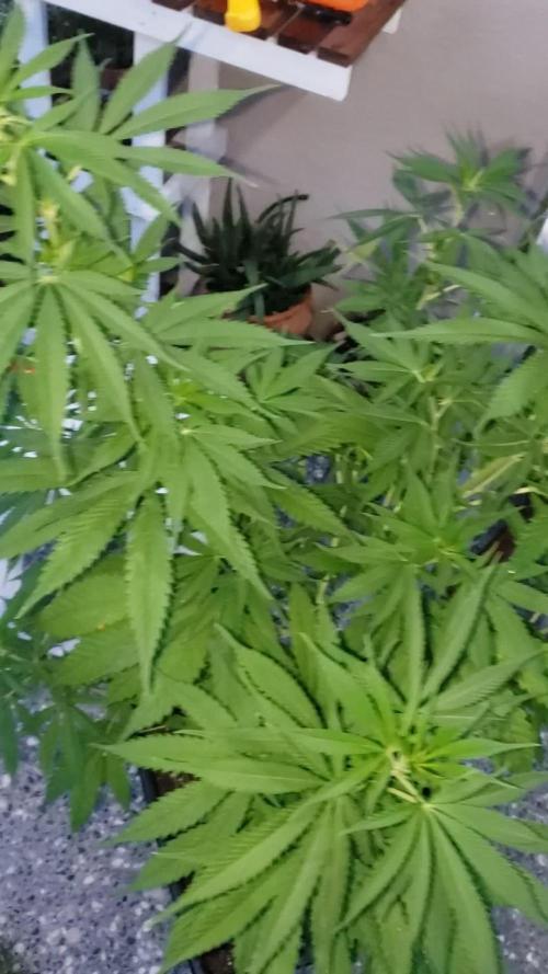 laughing budda Regular 25/26 - Outdoor