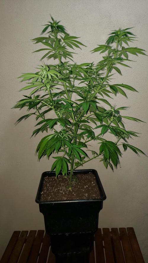 laughing budda Regular 25/26 - Outdoor. Week 8