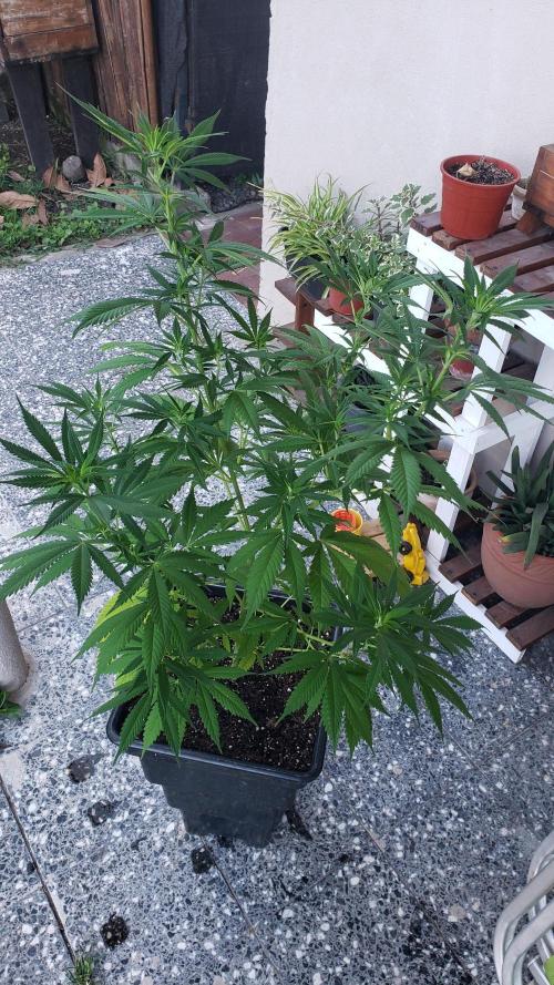 laughing budda Regular 25/26 - Outdoor. Week 8