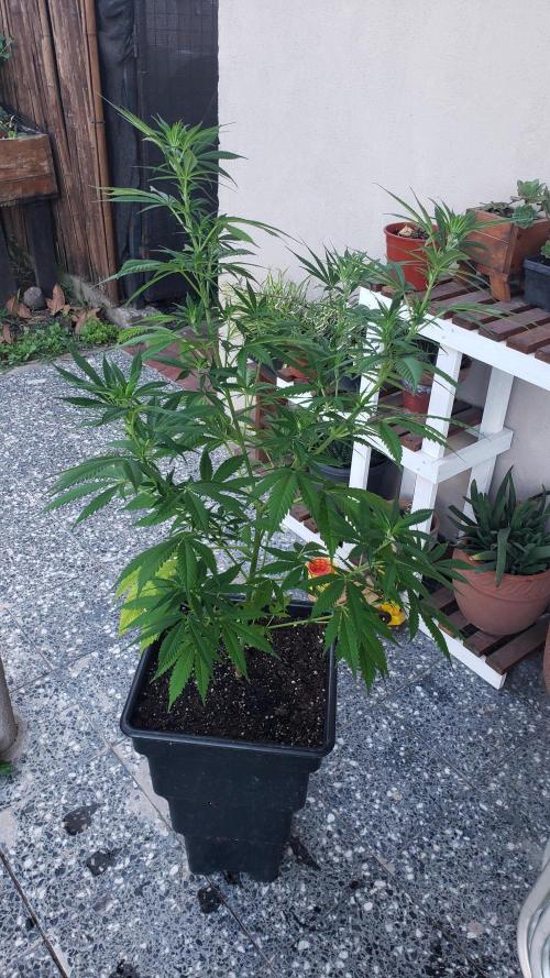 laughing budda Regular 25/26 - Outdoor. Week 8
