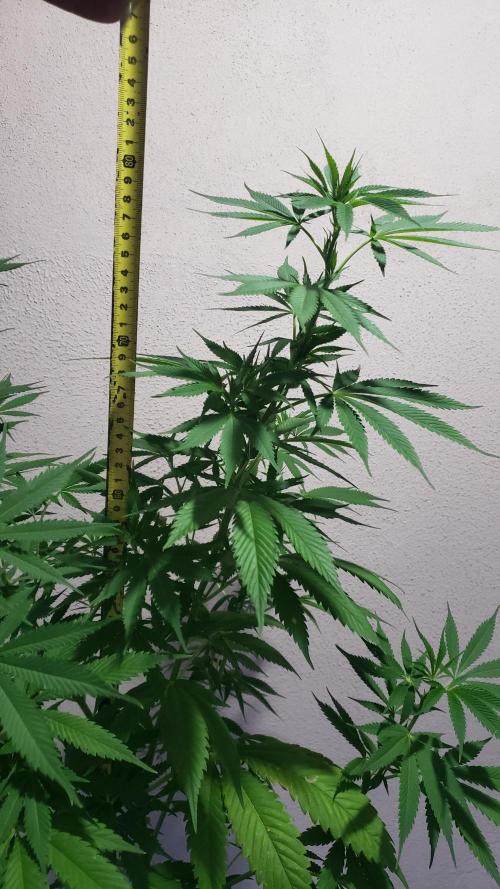 laughing budda Regular 25/26 - Outdoor. Week 8