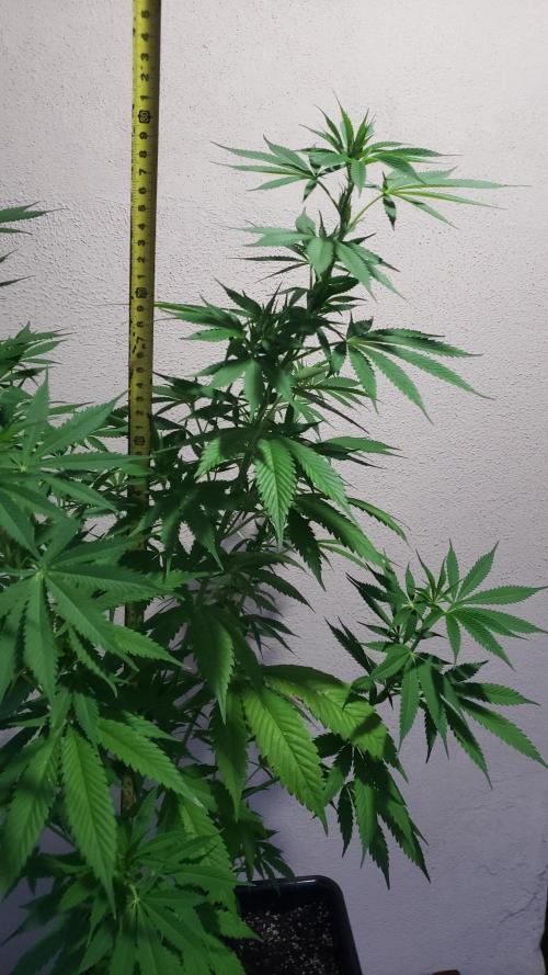 laughing budda Regular 25/26 - Outdoor. Week 8