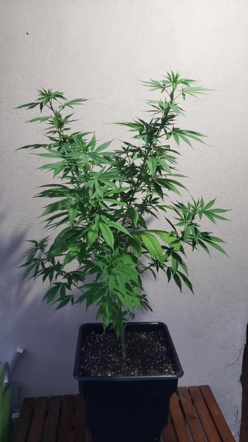 laughing budda Regular 25/26 - Outdoor. Week 8