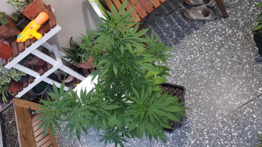 laughing budda Regular 25/26 - Outdoor. Week 8