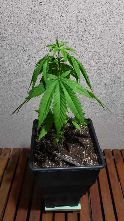 Gorilla Cookies FF - Outdoor 2026. Week 4