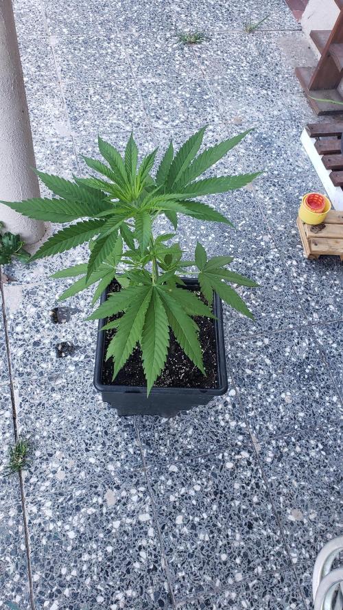 Gorilla Cookies FF - Outdoor 2026. Week 4