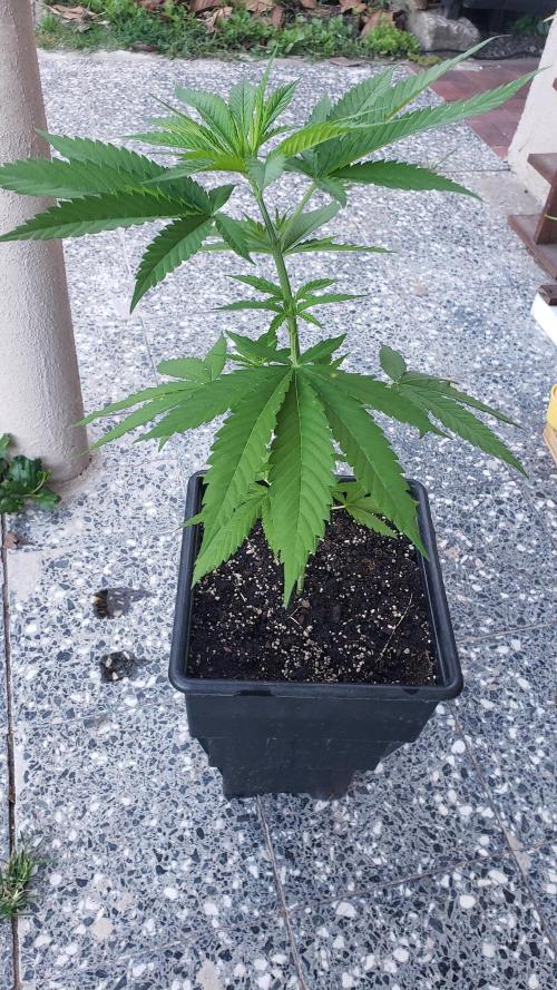Gorilla Cookies FF - Outdoor 2026. Week 4