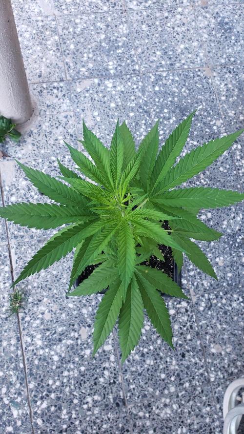 Gorilla Cookies FF - Outdoor 2026. Week 4