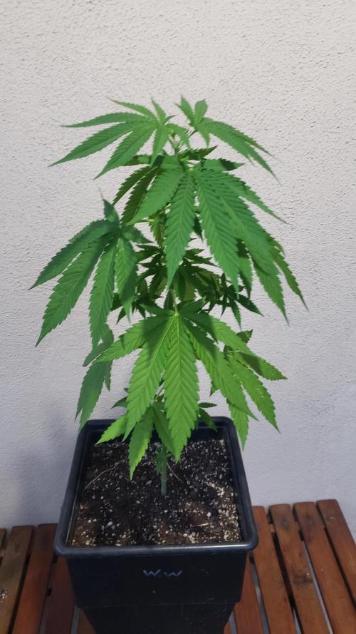 Gorilla Cookies FF - Outdoor 2026. Week 4