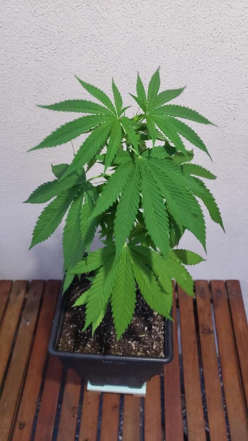 Gorilla Cookies FF - Outdoor 2026. Week 4