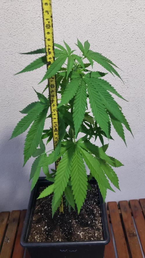 Gorilla Cookies FF - Outdoor 2026. Week 4