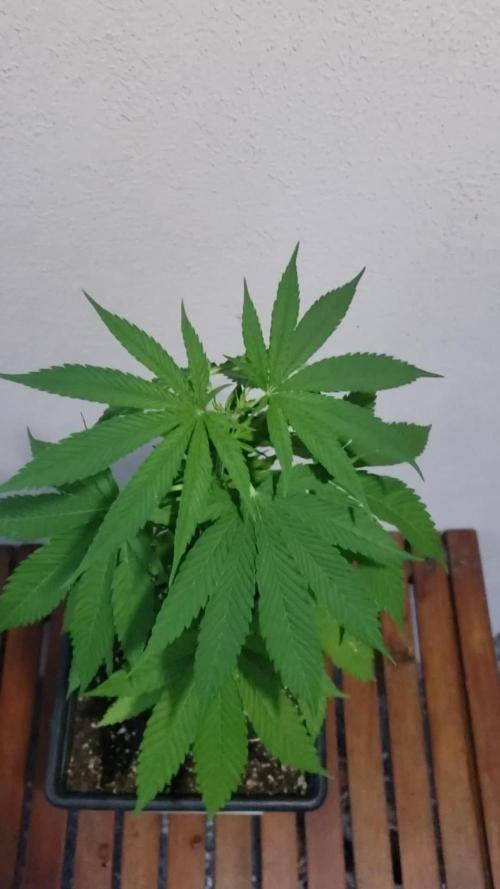 Gorilla Cookies FF - Outdoor 2026