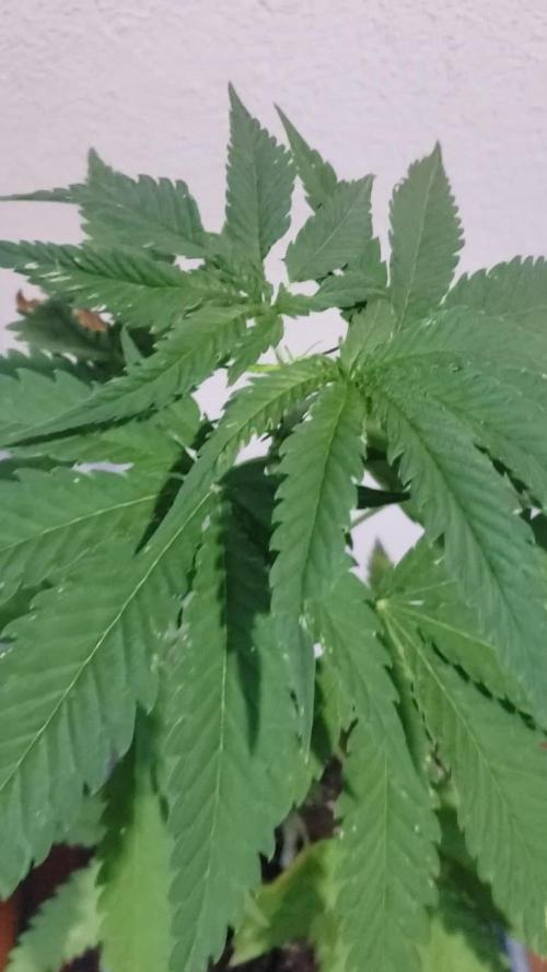 BIG BANG  divine seeds - Outdoor2026