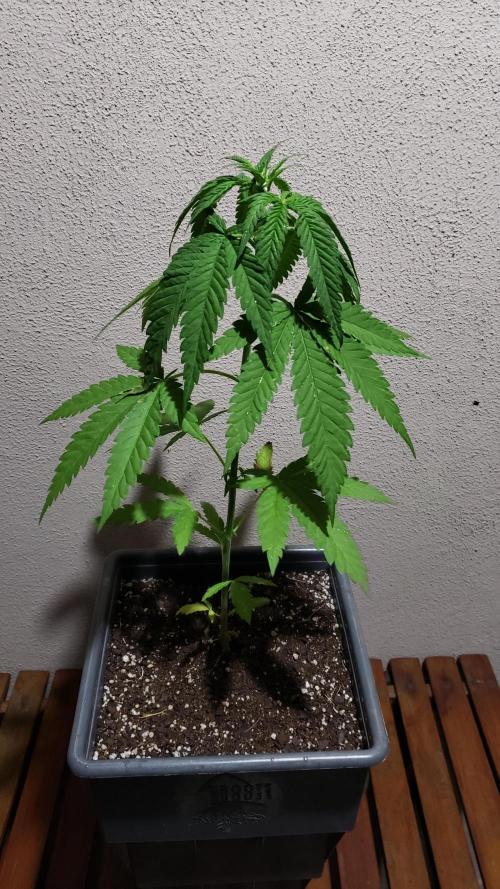 BIG BANG  divine seeds - Outdoor2026. Week 7