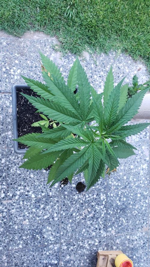 BIG BANG  divine seeds - Outdoor2026. Week 7