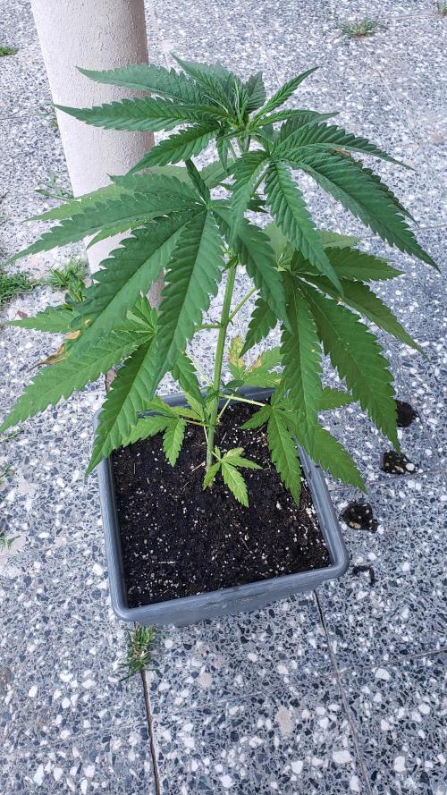 BIG BANG  divine seeds - Outdoor2026. Week 7