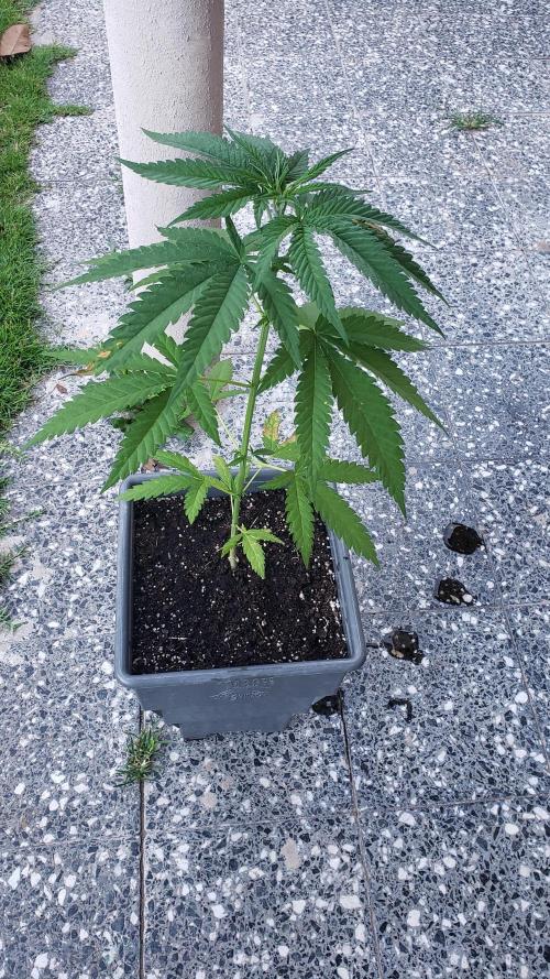 BIG BANG  divine seeds - Outdoor2026. Week 7