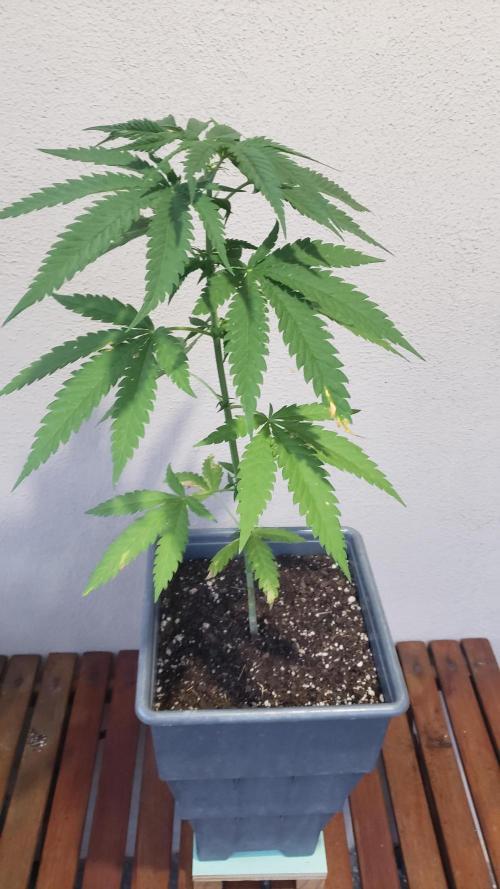 BIG BANG  divine seeds - Outdoor2026. Week 7