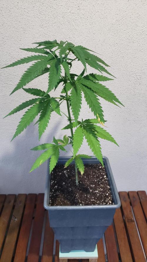 BIG BANG  divine seeds - Outdoor2026. Week 7
