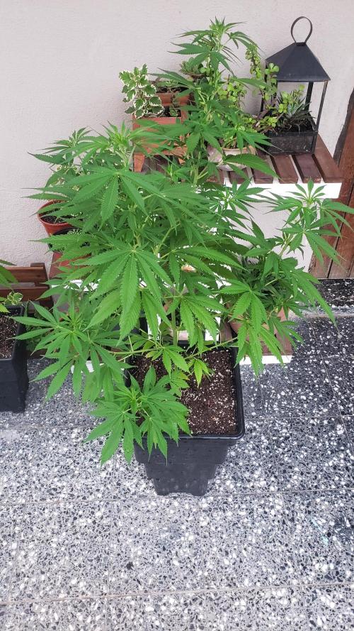 laughing budda Regular 25/26 - Outdoor. Week 9