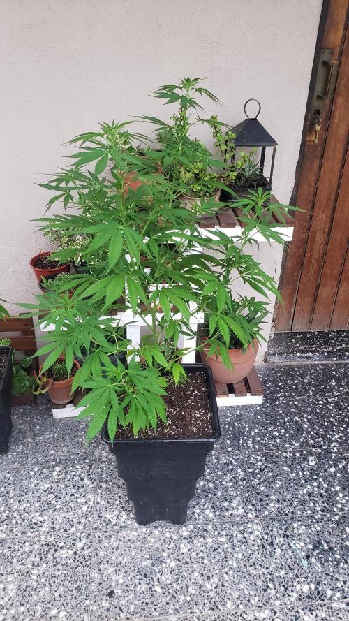 laughing budda Regular 25/26 - Outdoor. Week 9