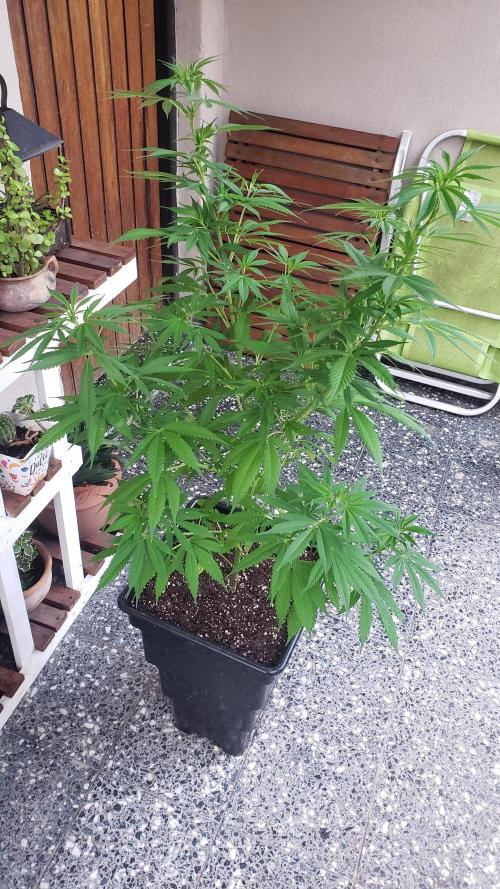 laughing budda Regular 25/26 - Outdoor. Week 9