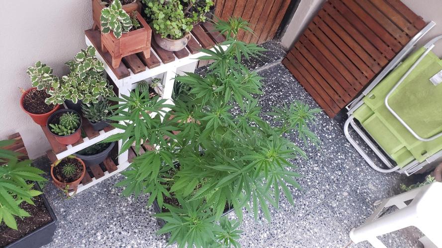 laughing budda Regular 25/26 - Outdoor. Week 9