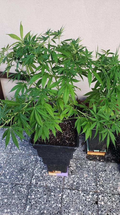 laughing budda Regular 25/26 - Outdoor. Week 9