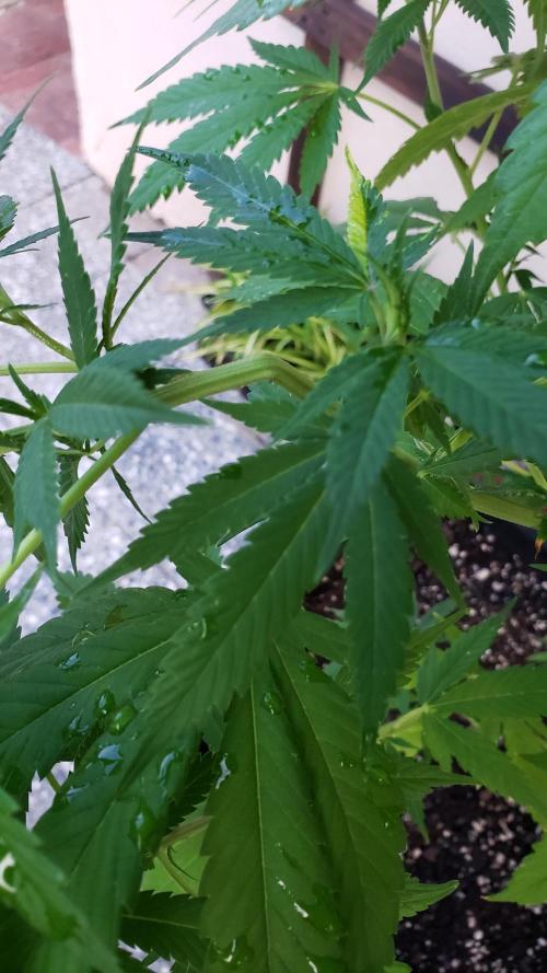 laughing budda Regular 25/26 - Outdoor. Week 9